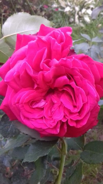  - Trandafiri-2 anul 2017