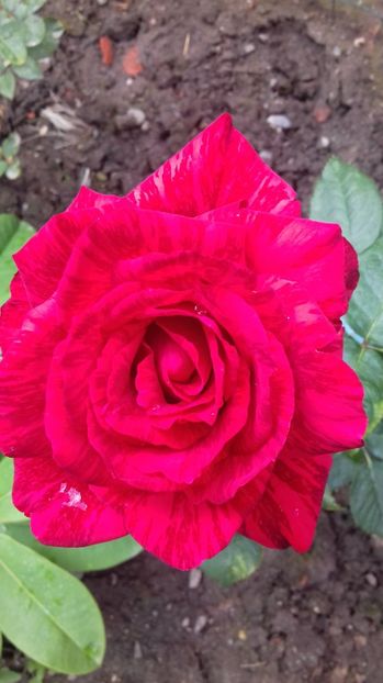  - Trandafiri-2 anul 2017