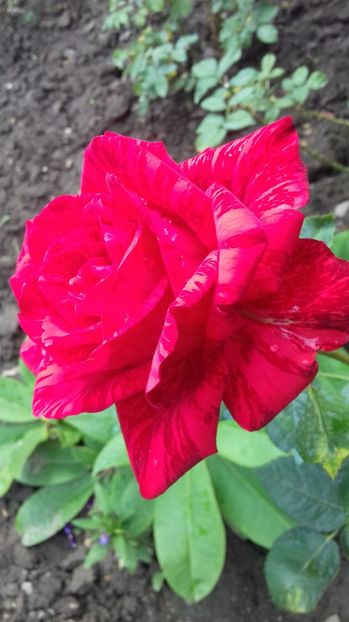  - Trandafiri-2 anul 2017