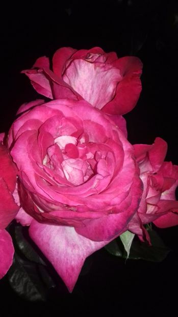  - Trandafiri-2 anul 2017