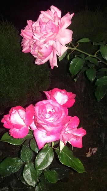  - Trandafiri-2 anul 2017