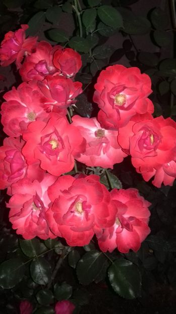  - Trandafiri-2 anul 2017