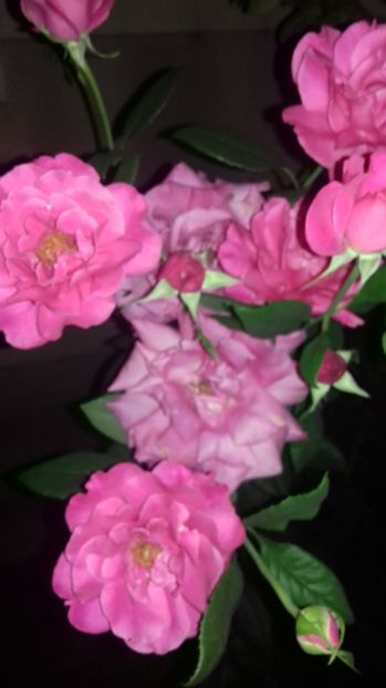  - Trandafiri-2 anul 2017