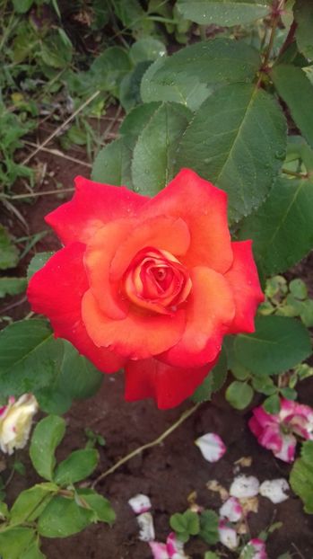  - Trandafiri-2 anul 2017