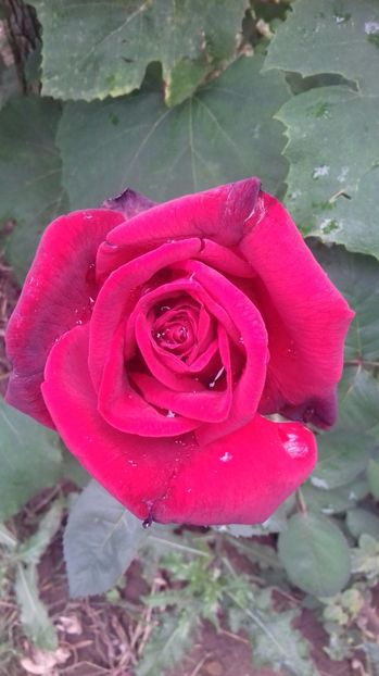  - Trandafiri-2 anul 2017