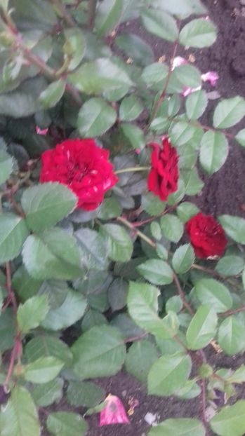  - Trandafiri-2 anul 2017