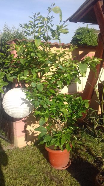 lamai - Ghivece in curte