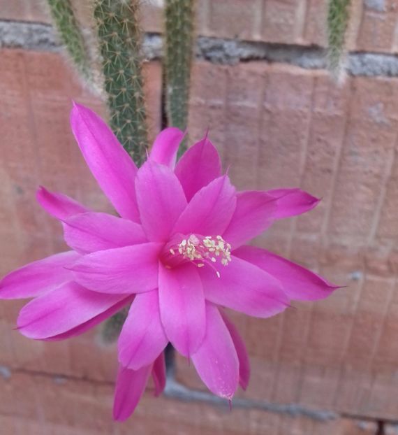 20170616_164557-1 - Ghivece in curte