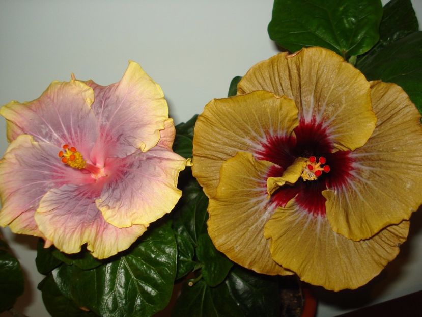  - SEMINTE HIBISCUS