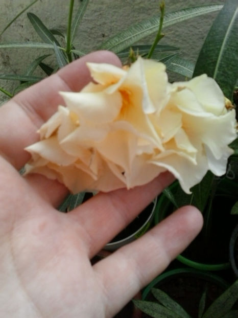 Luteum plenum - Leandri