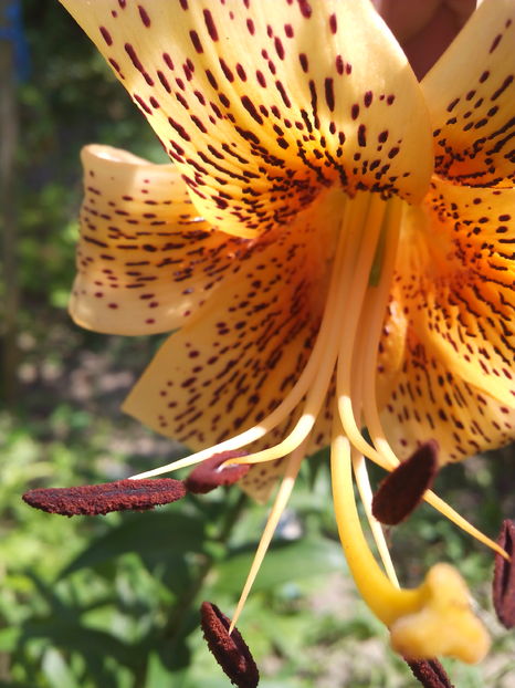  - Cativa din crini mei 2017