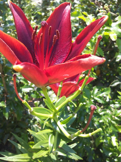  - Cativa din crini mei 2017