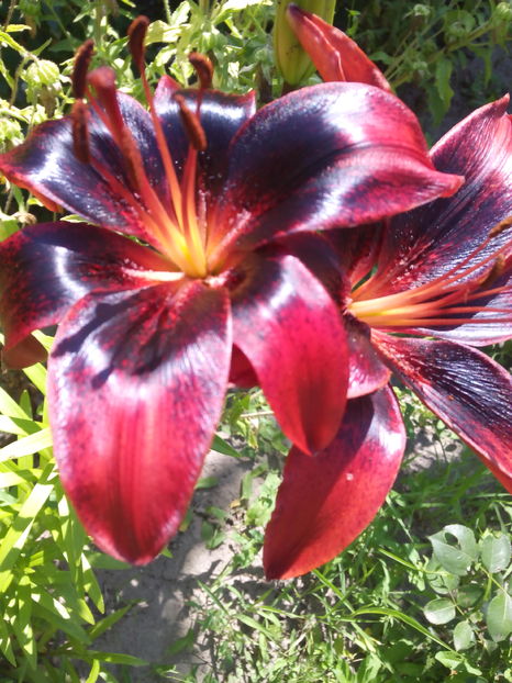  - Cativa din crini mei 2017