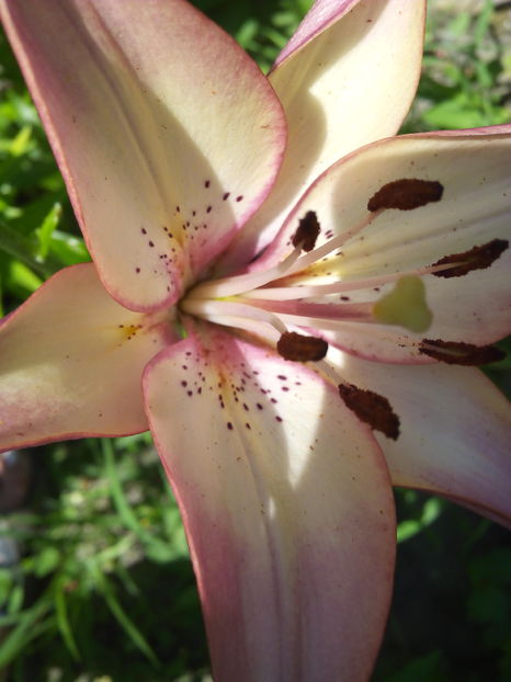  - Cativa din crini mei 2017