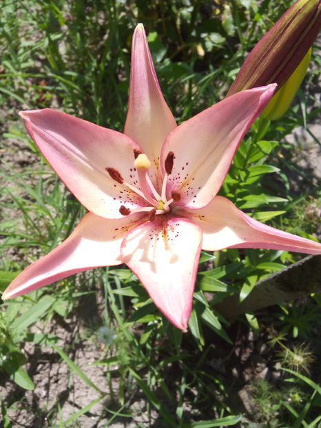  - Cativa din crini mei 2017