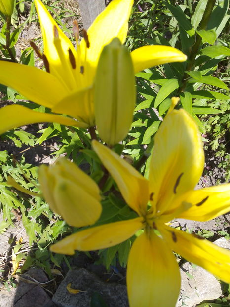  - Cativa din crini mei 2017