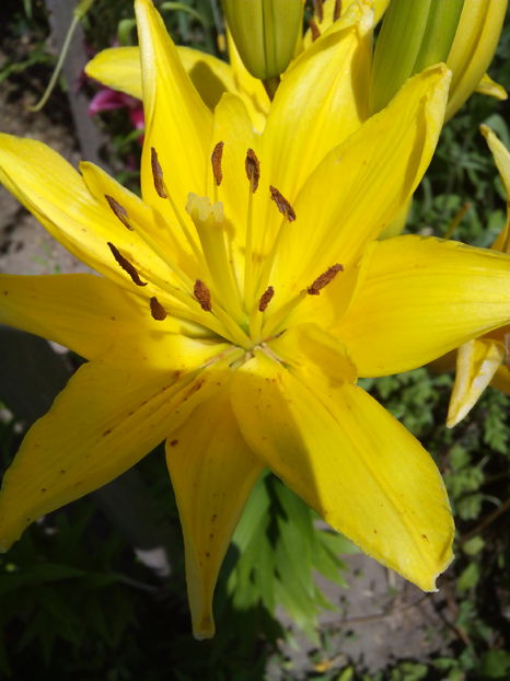  - Cativa din crini mei 2017