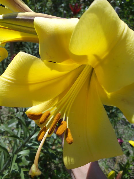  - Cativa din crini mei 2017