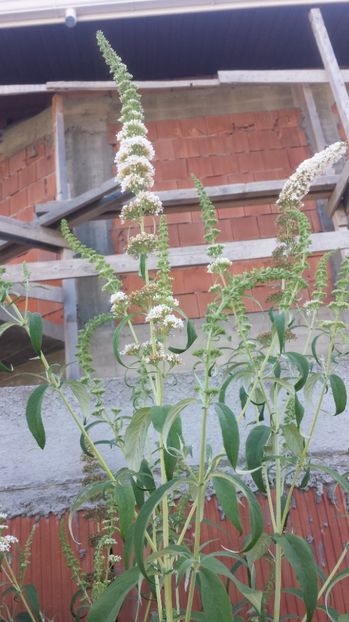 Budleja David - 00 Plante 2018