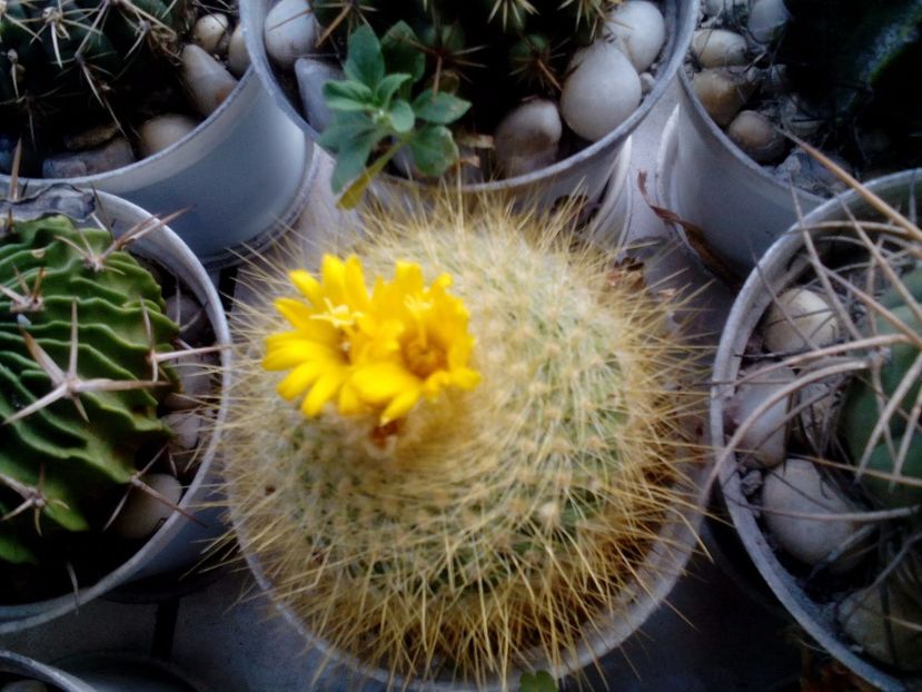  - Cactusi si suculente 2017