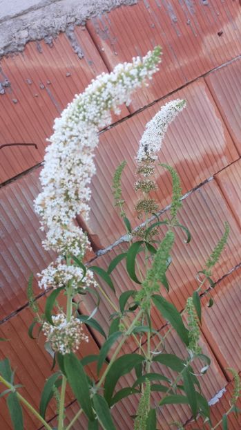 Budleja davidii - Arbori -arbusti ornamentali de exterior si liane