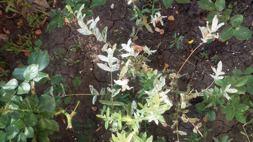 Salix integra Hakuro-Nisiki - Arbori -arbusti ornamentali de exterior si liane