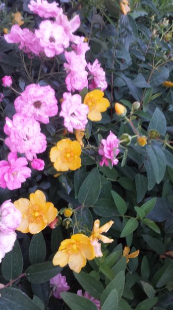 Hypericum calicinum - Arbori -arbusti ornamentali de exterior si liane