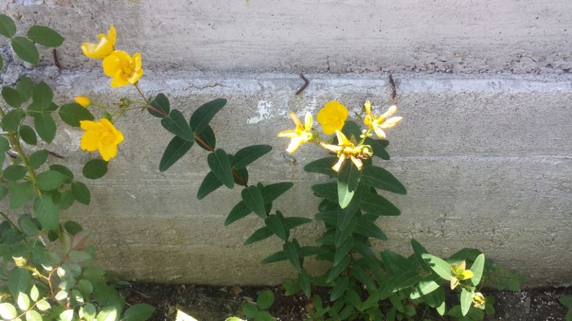 Hypericum calicinum 12 ron - Plante decorative de exterior si perene disponibile