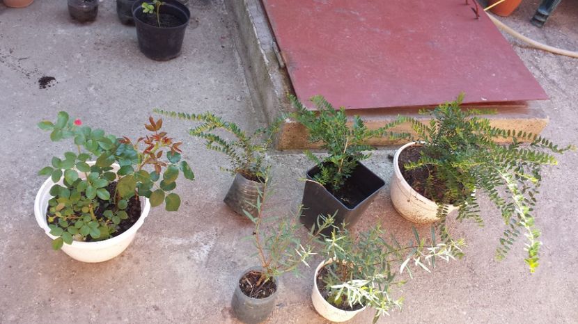 Salix si lonicera 7 10 15 ron - Plante decorative de exterior si perene disponibile