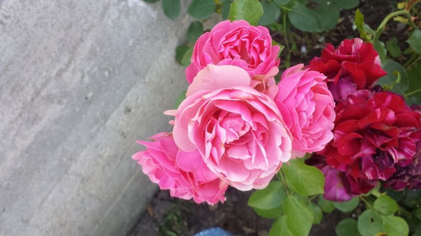 Leonardo da Vinci - Trandafiri comerciali