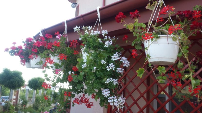  - Plante de interior