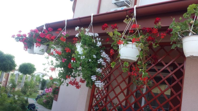  - Plante de interior