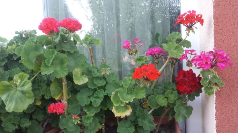  - Plante de interior