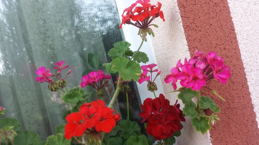  - Plante de interior