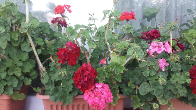  - Plante de interior