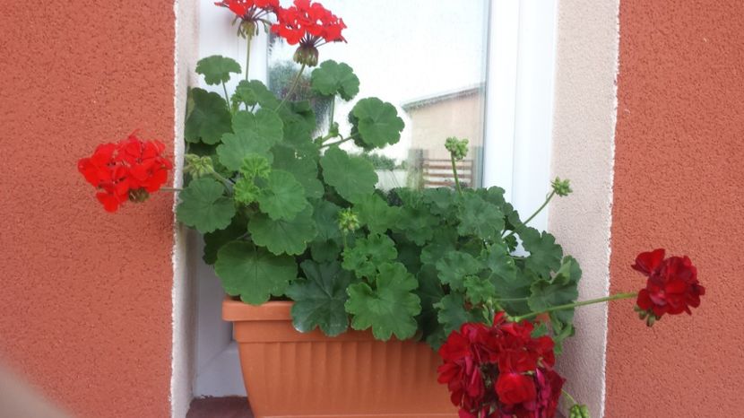  - Plante de interior