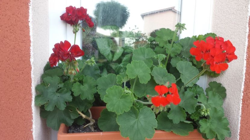  - Plante de interior