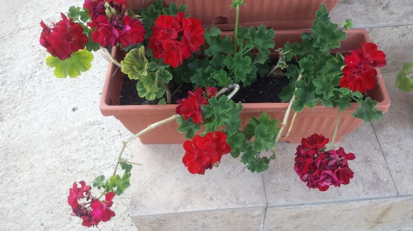  - Plante de interior