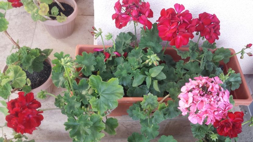  - Plante de interior