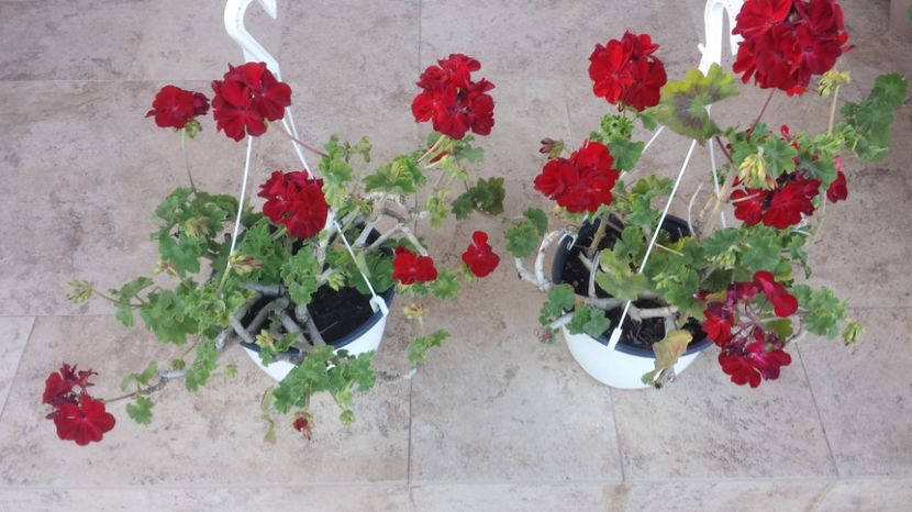  - Plante de interior