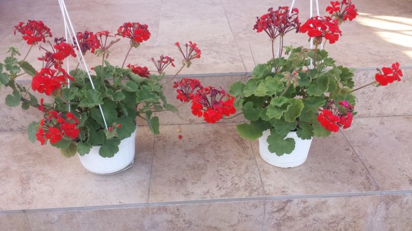  - Plante de interior