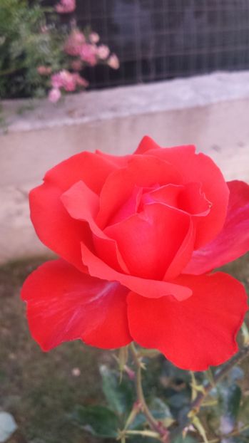 Butas Tanor Star - 00 Plante 2018