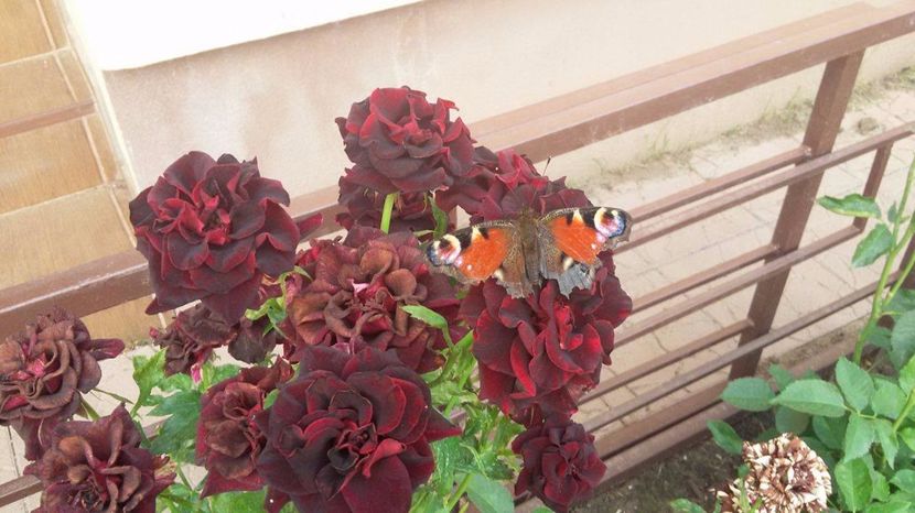 Abracadabra 8 -2017 - Abracadabra