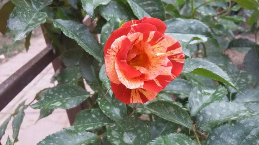 Summer lodge 1-2017 - Summer lodge