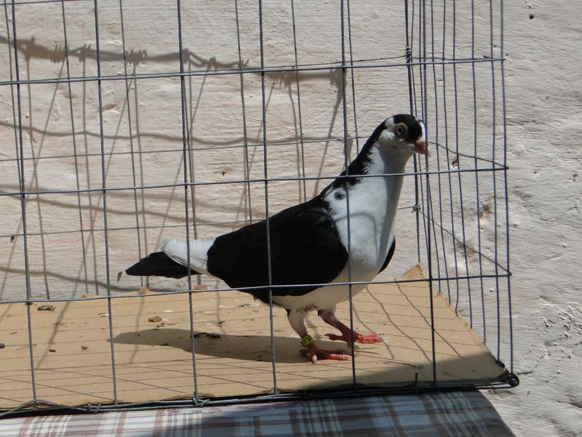 f 2017  2011_1 - tineret 2017