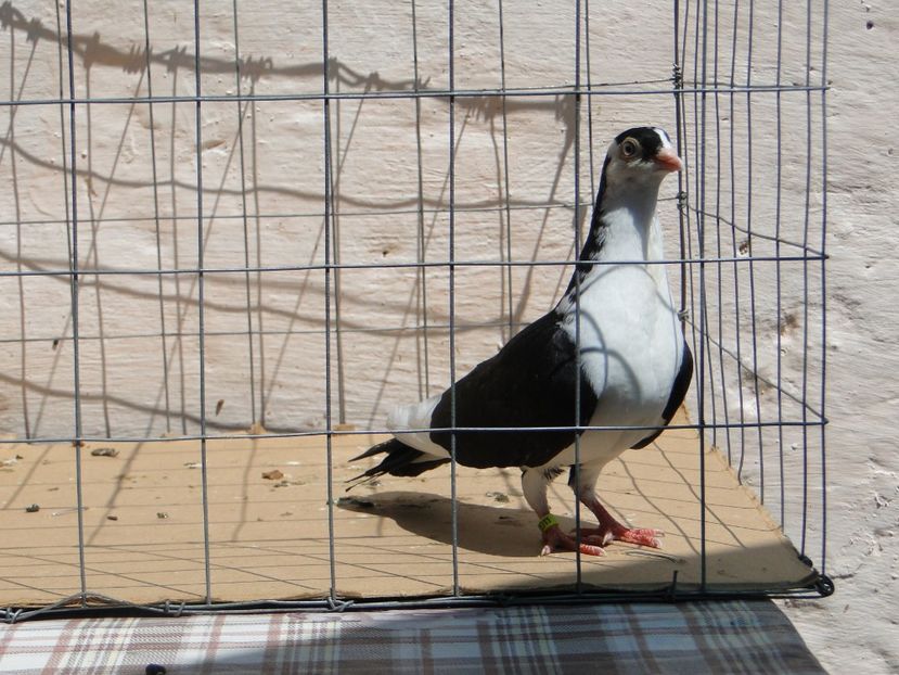 f 2017  2011_2 - tineret 2017