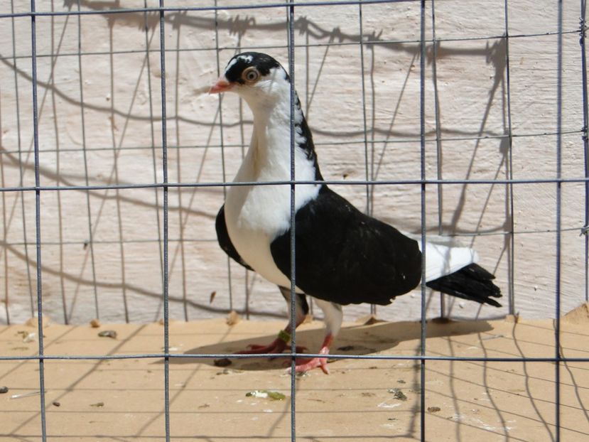 f 2017  2011_3 - tineret 2017