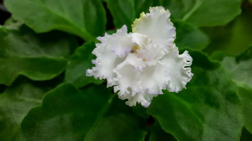  - Buckeye Legal Tender