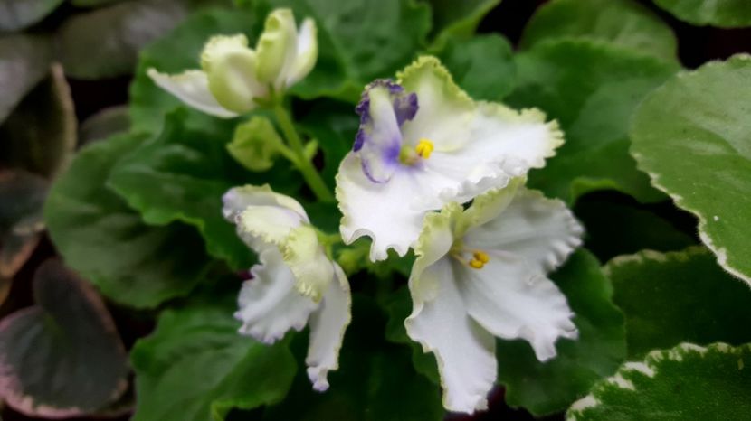  - Poslediveie dychanije Zimy