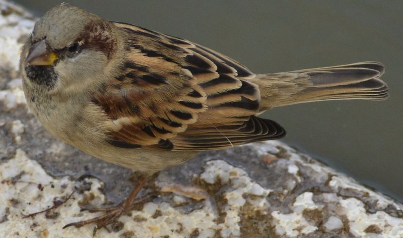 _DSC2664-1 - Fotografia o pasiune